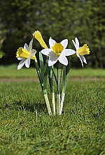 Wilde Narcissen Piet design