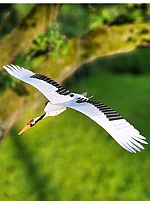 Kraanvogel Piet design