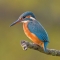De IJsvogel (Alcedo atthis)