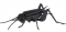 Insecten - 3D karton model