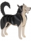 Husky - 3D karton model