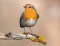 Roodborstje 1:1 Birdmobile