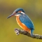Ijsvogel (Alcedo atthis)