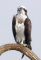 Visarend (Pandion haliaetus)