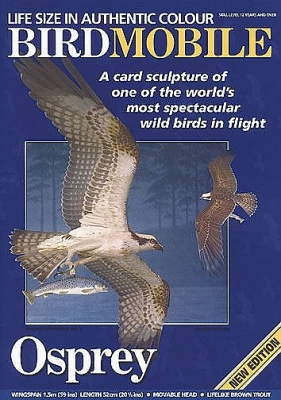 Visarend (Pandion haliaetus)