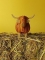Hooglanders Piet Design